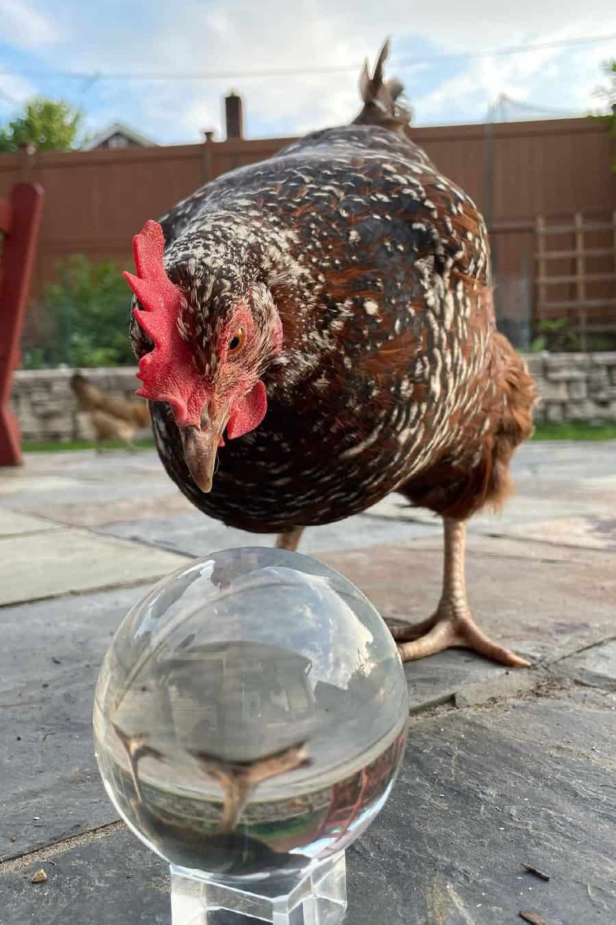 friendliest chickens