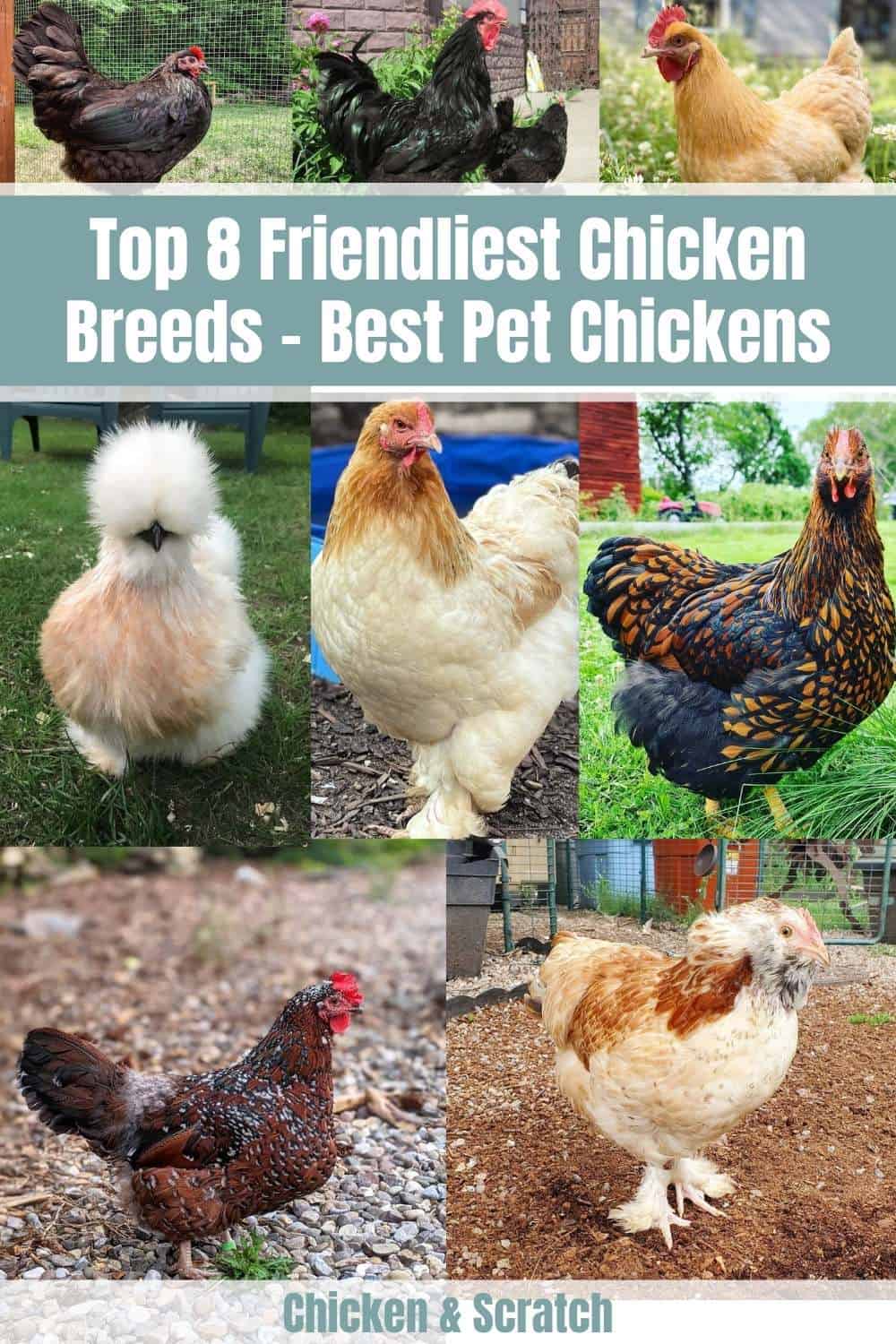 Top 8 Friendliest Chicken Breeds (Best Pet Chickens With Pictures)