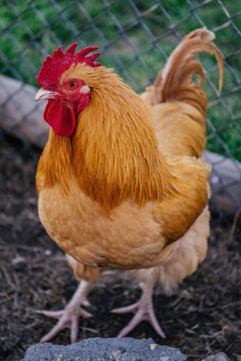 Top 8 Friendliest Chicken Breeds (Best Pet Chickens With Pictures)