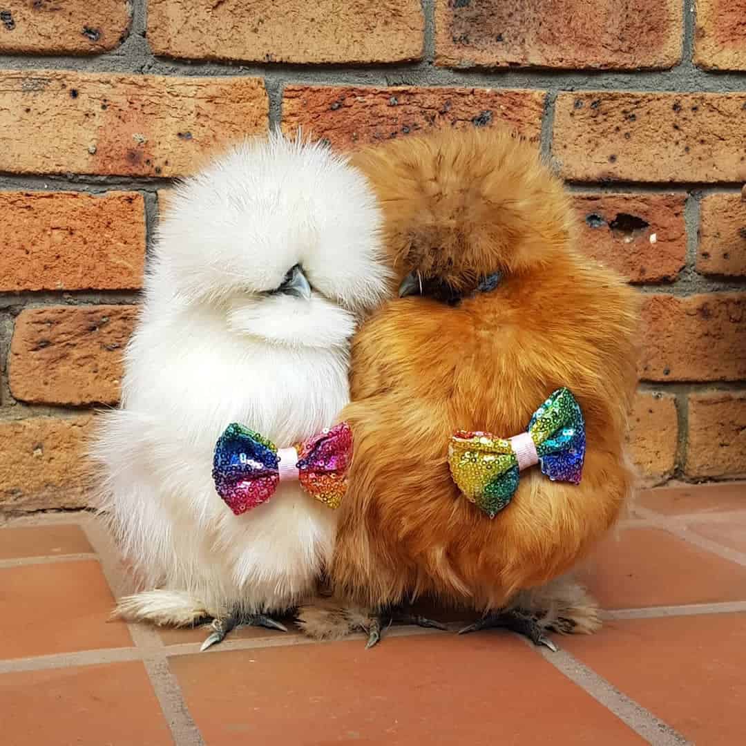 Top 8 Friendliest Chicken Breeds (Best Pet Chickens With Pictures)