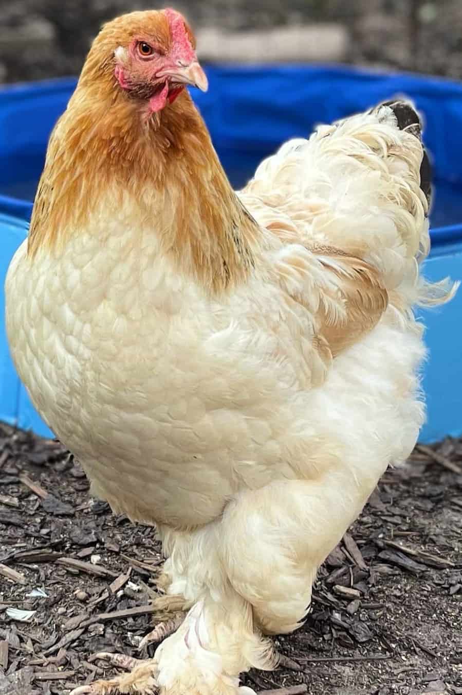 most docile chicken breed