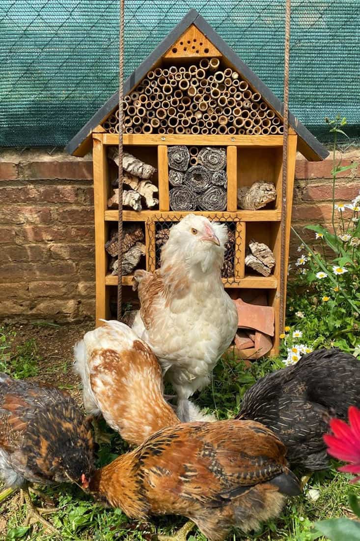 most friendly chicken breeds