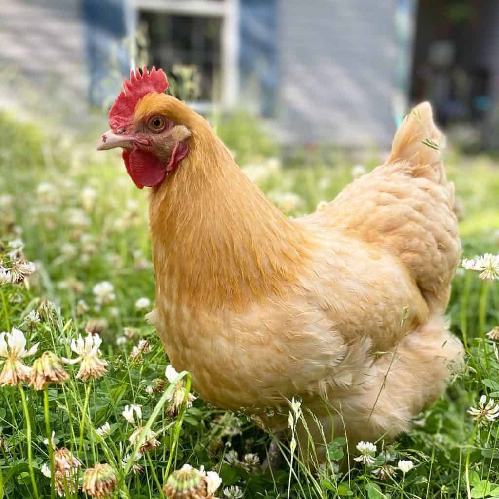 Top 10 Chickens at Maurice Florida blog