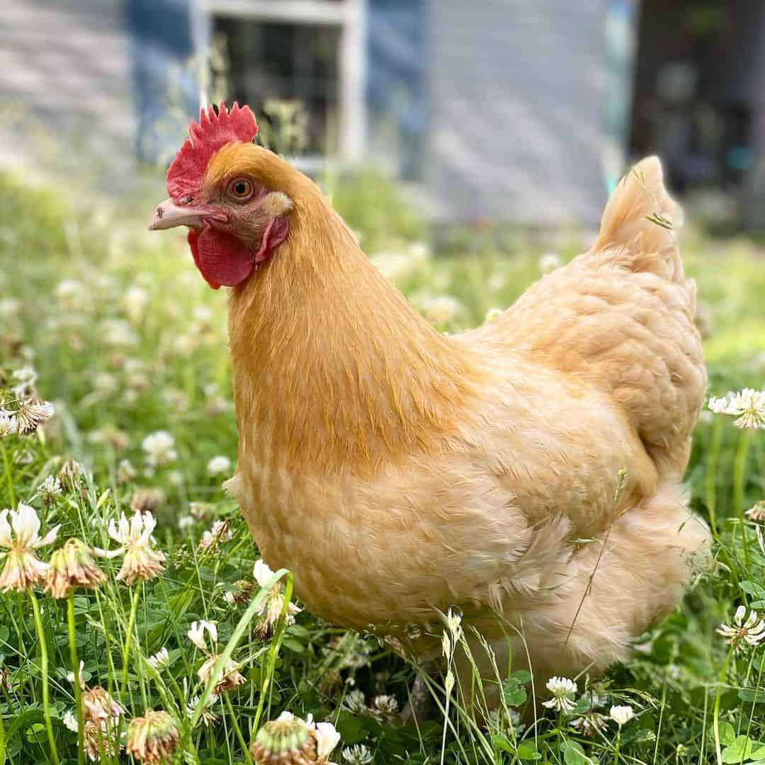 nicest chicken breeds