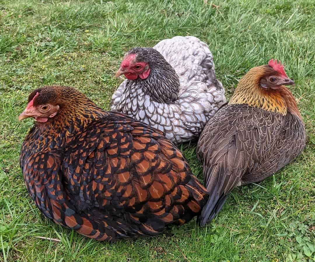 pet chicken breeds