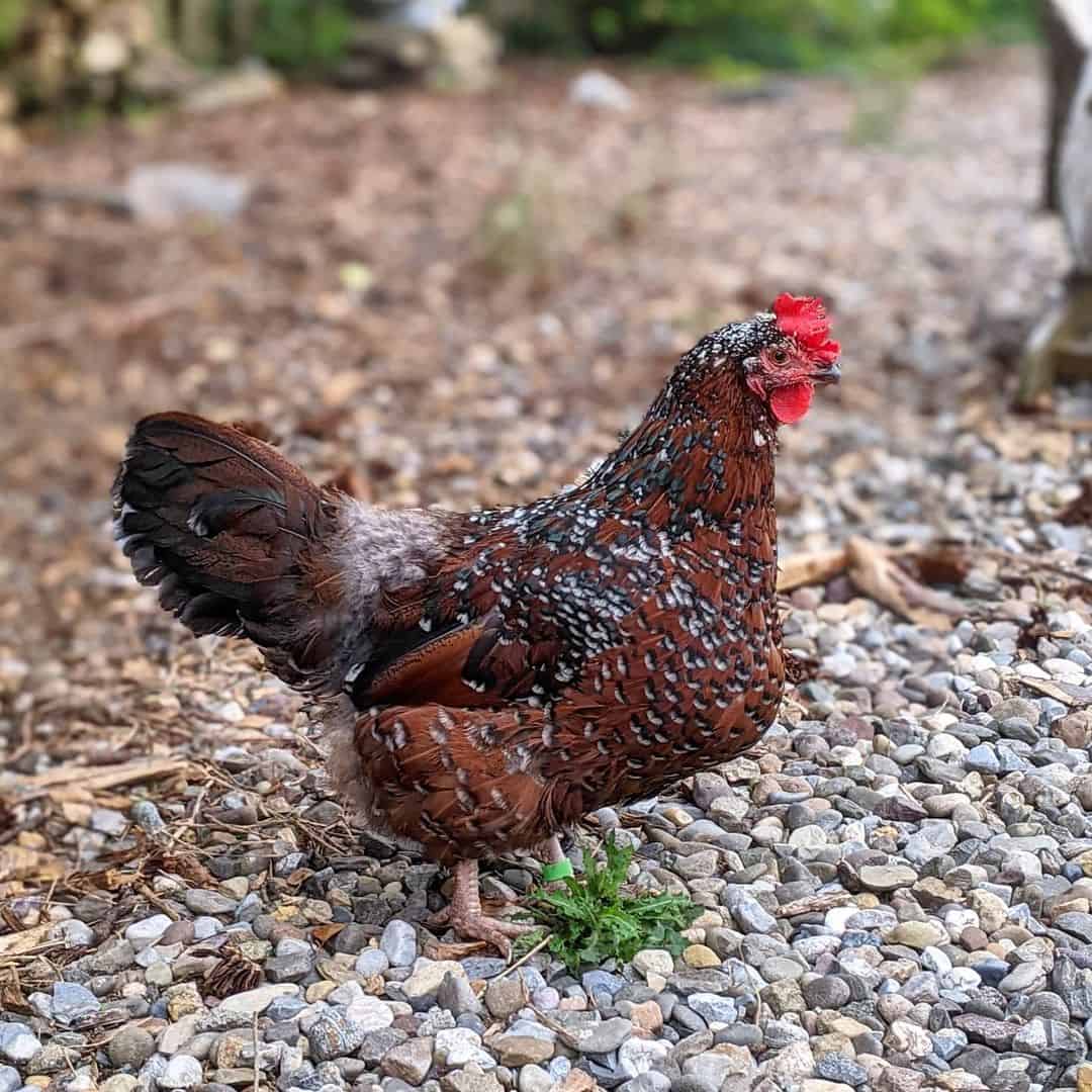 top-8-friendliest-chicken-breeds-best-pet-chickens-with-pictures