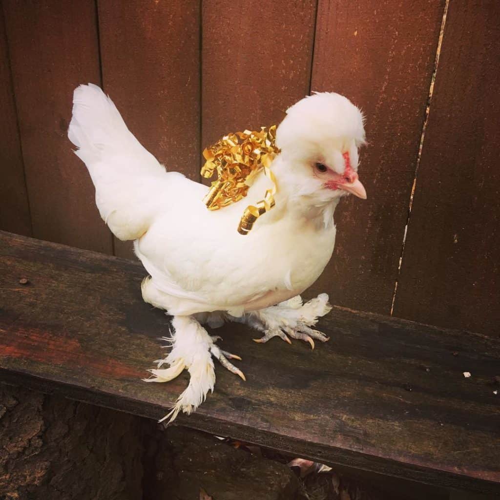 top-8-small-chicken-breeds-with-pictures-videos