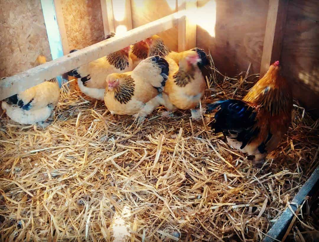 small breed chickens
