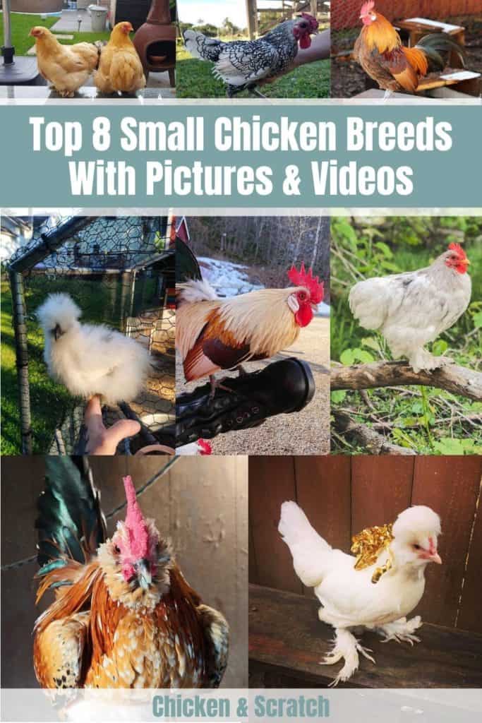 Top 8 Small Chicken Breeds (With Pictures & Videos)