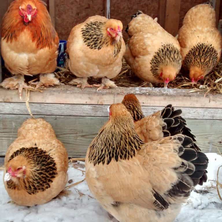 Top 8 Small Chicken Breeds (With Pictures & Videos)