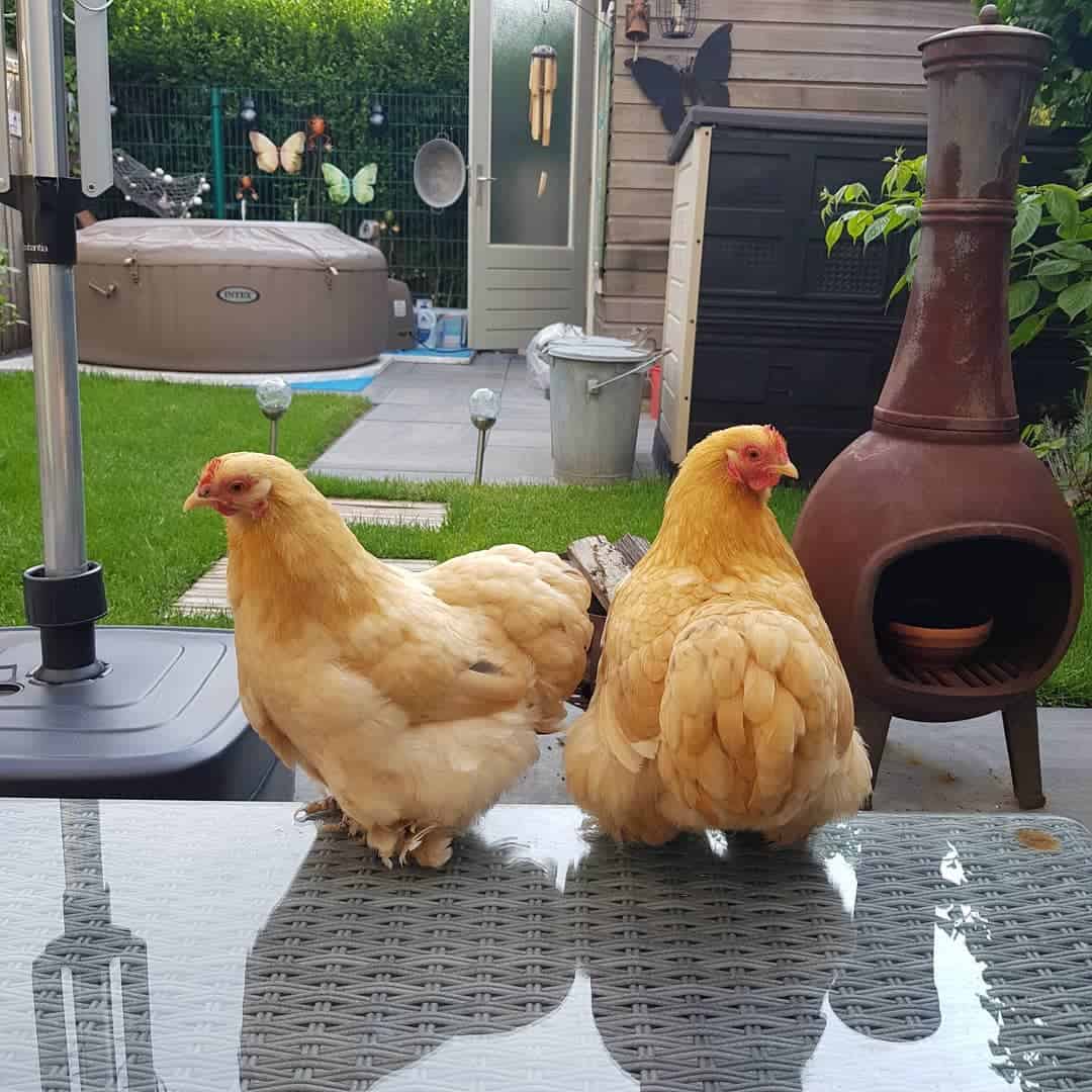 small roosters breeds