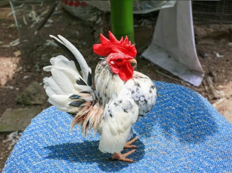 Top 8 Small Chicken Breeds (With Pictures & Videos)