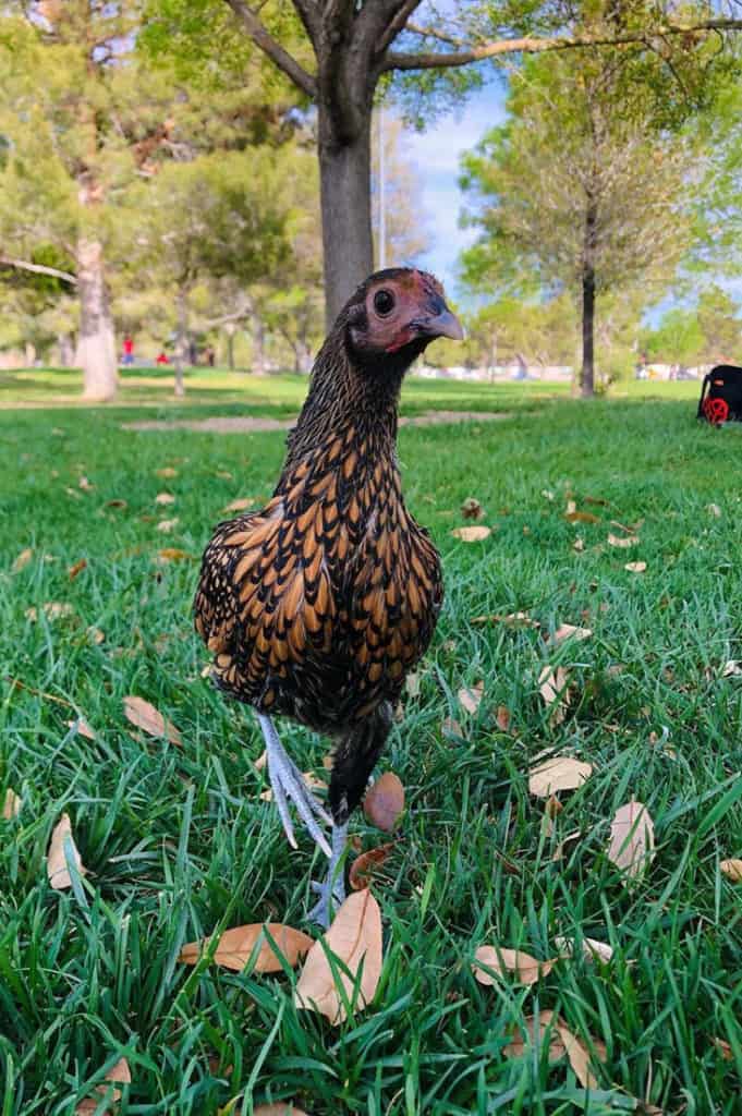 Top 8 Small Chicken Breeds (With Pictures & Videos)