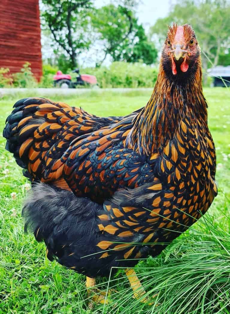 Top 8 Friendliest Chicken Breeds (Best Pet Chickens With Pictures)