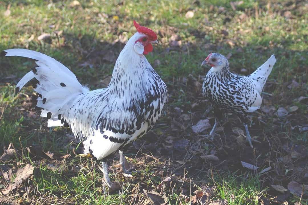 white and black chickens