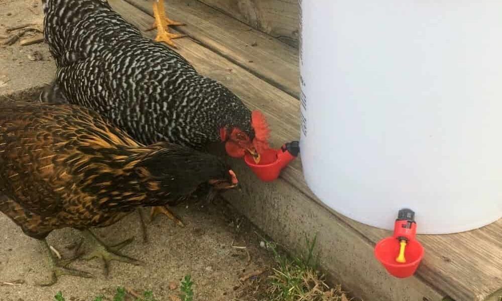 16 DIY 5 Gallon Bucket Chicken Feeder Ideas