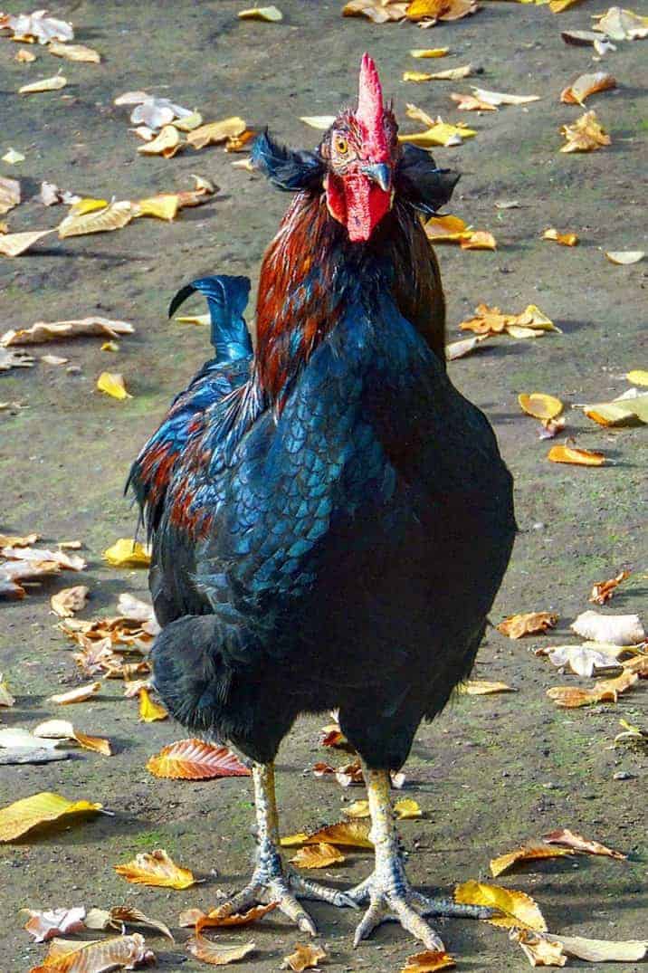 Araucana-Chicken