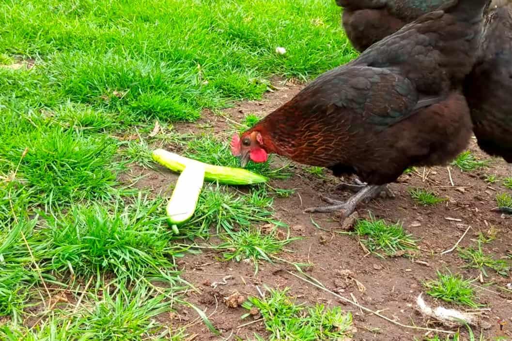 Are Cucumbers Good For Chickens
