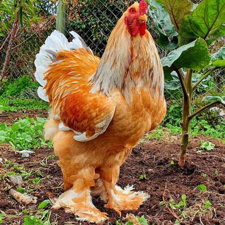 15 Most Expensive Chicken Breeds With Pictures