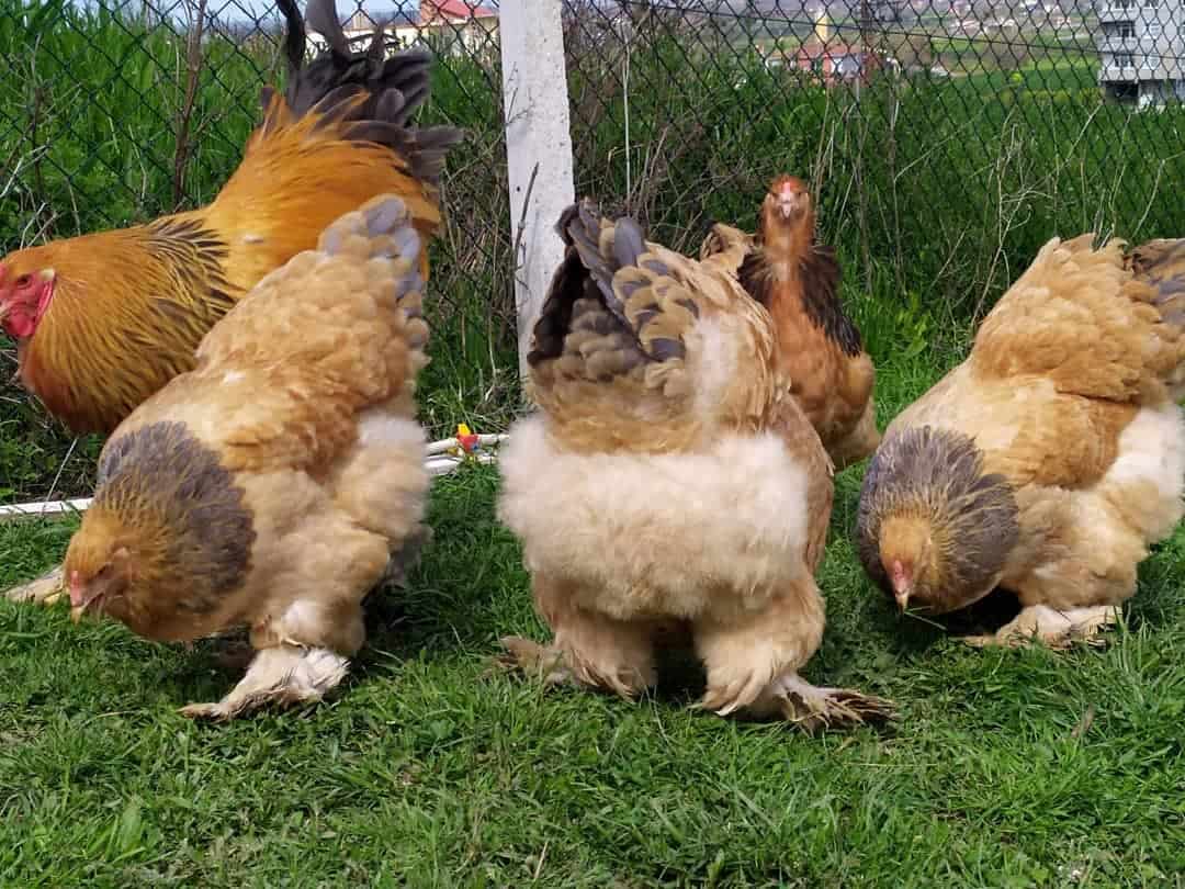 Brahma chicken