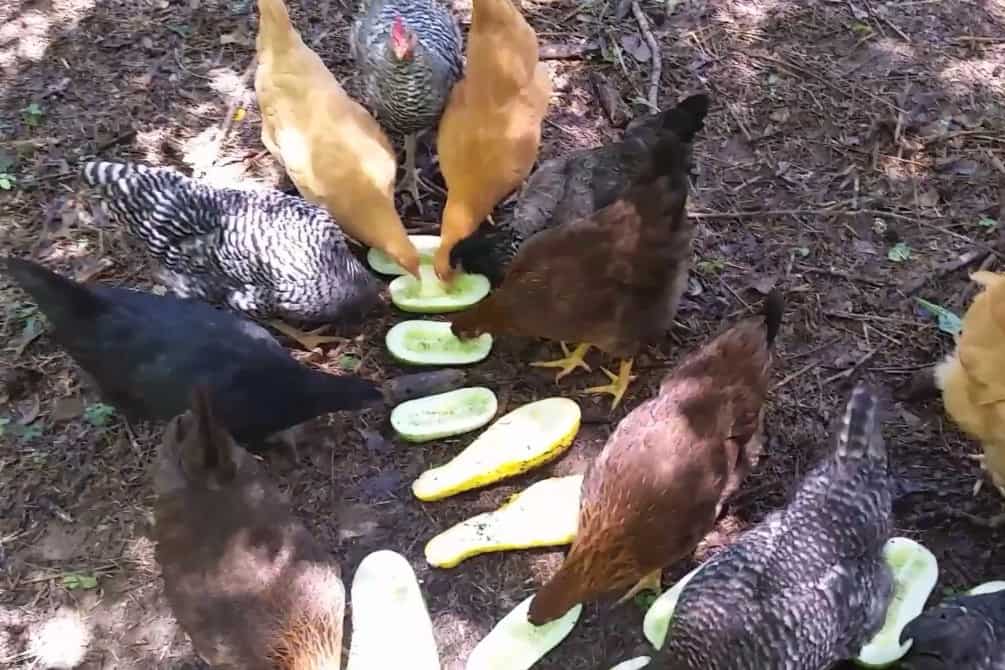 Can Chickens Eat Too Many Cucumber