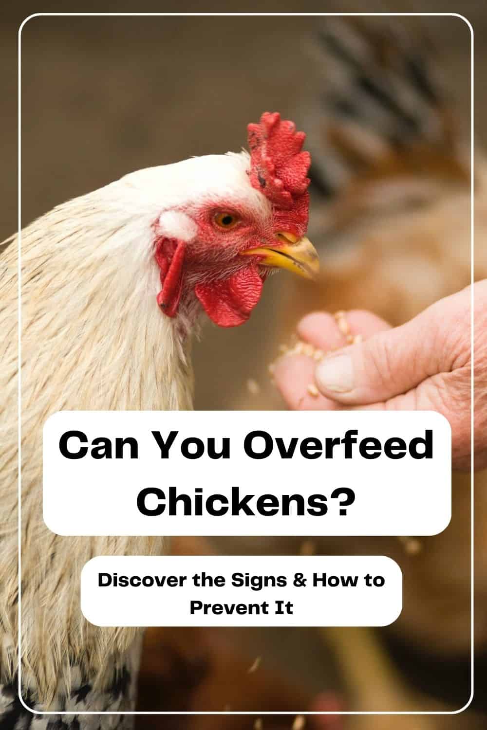 Can You Overfeed Chickens