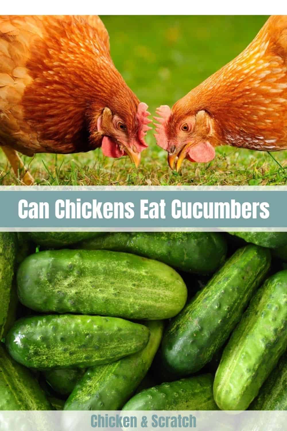 Chickens Eat Cucumbers