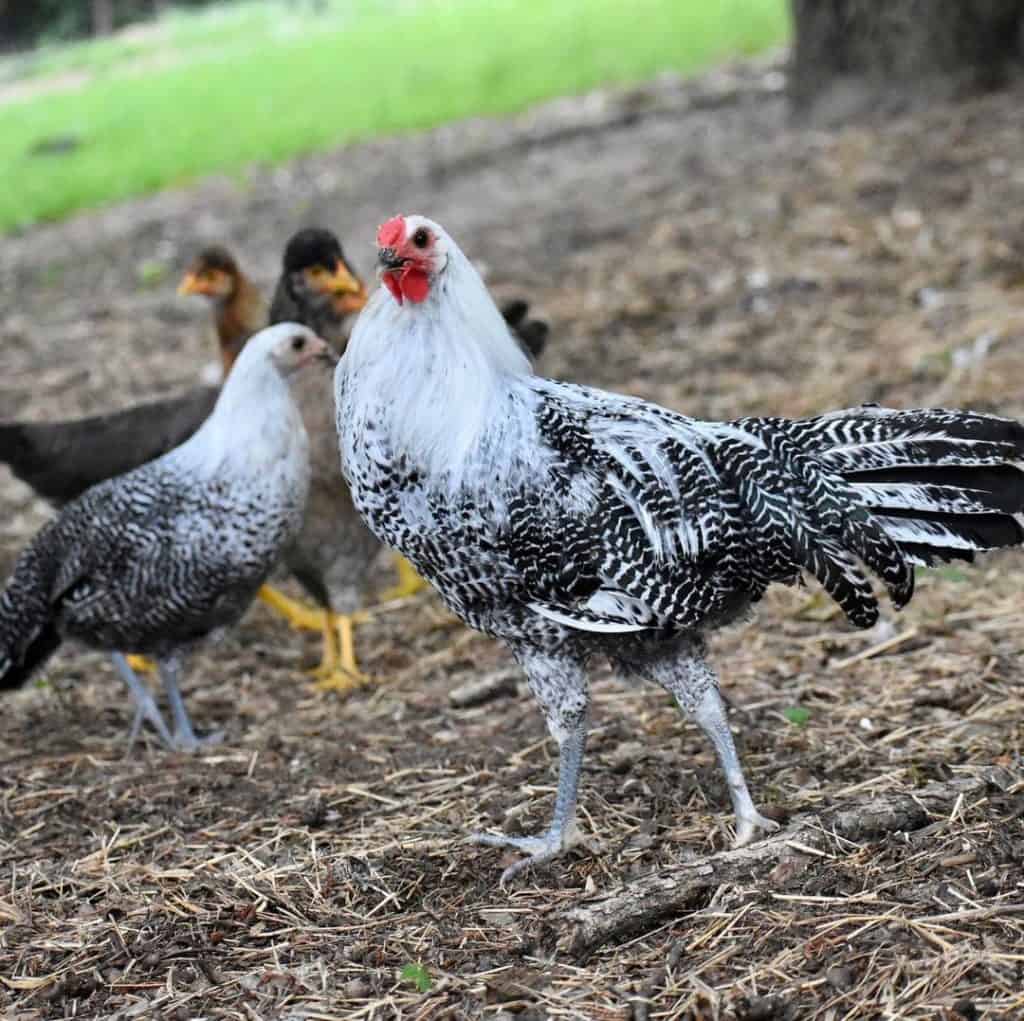 15 Most Expensive Chicken Breeds (With Pictures)