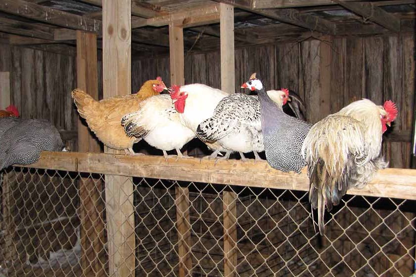 Do Chickens Need Water At Night