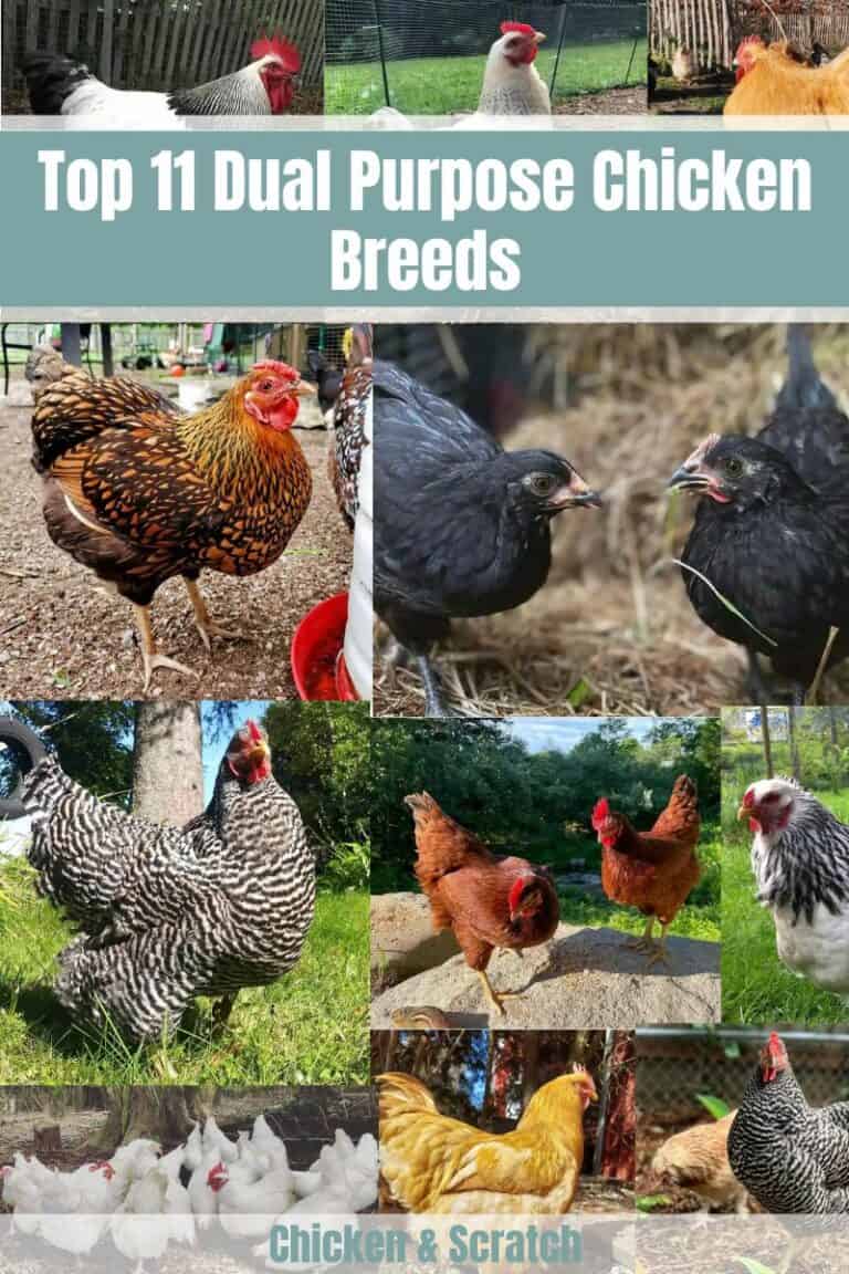 Top 11 Dual Purpose Chicken Breeds - Best for Eggs & Meat