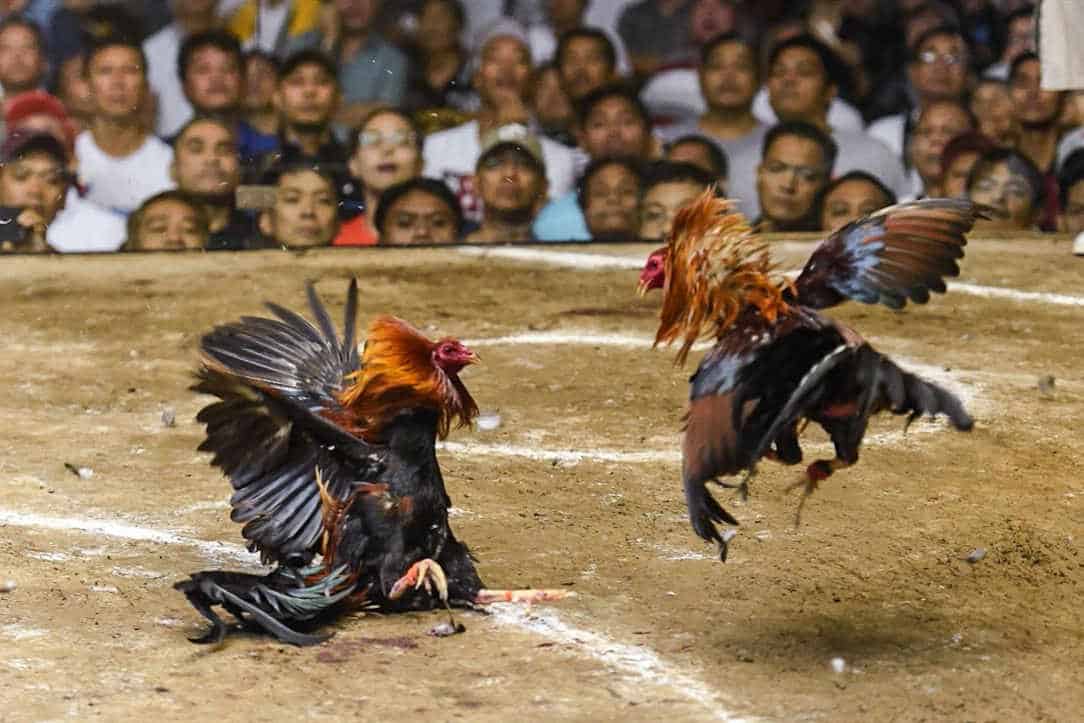 Fighting Rooster Breeds Pictures