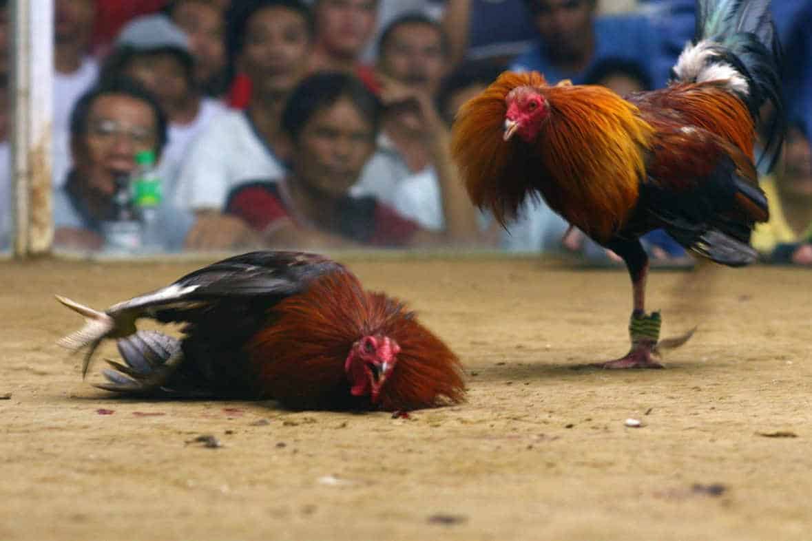 Fighting Rooster Breeds Pictures