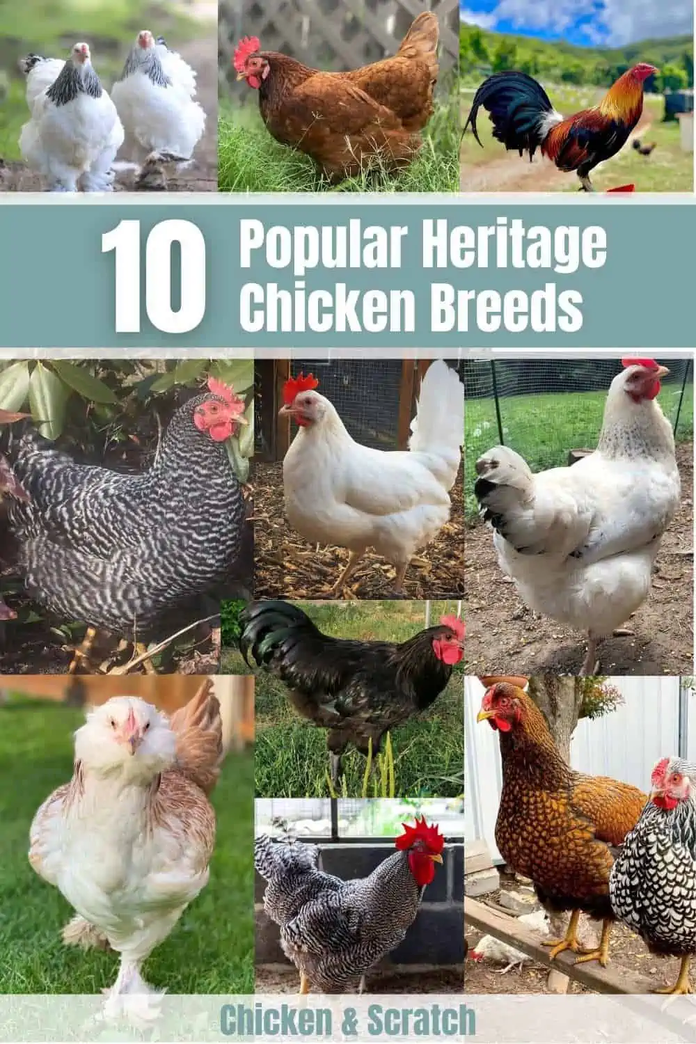 10 Heritage Chicken Breeds For Your Backyard Coop