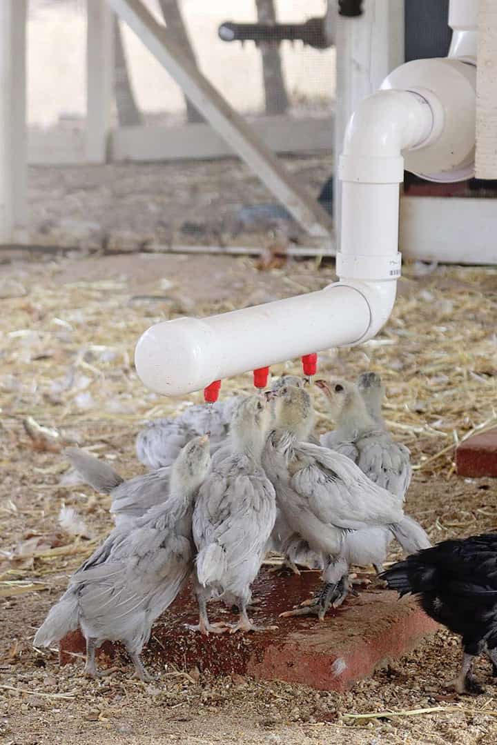 How Much Water Do Chickens Need
