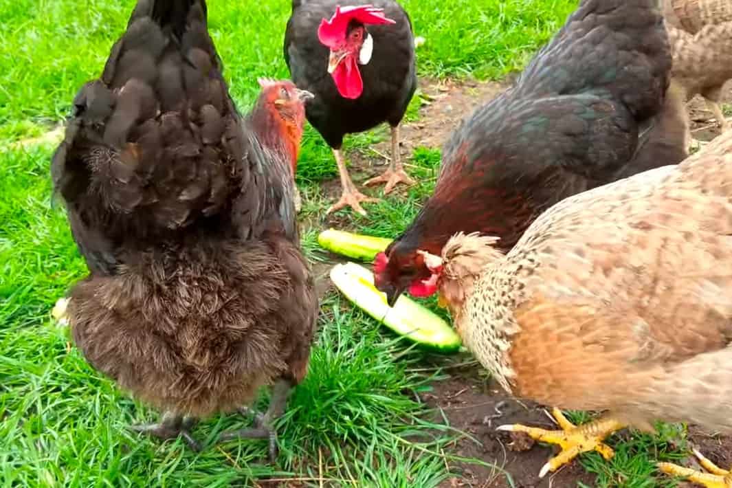 How to Feed Cucumbers to Chickens