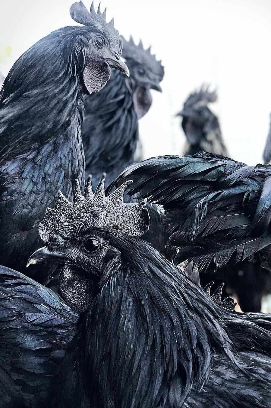 Kadaknath chicken