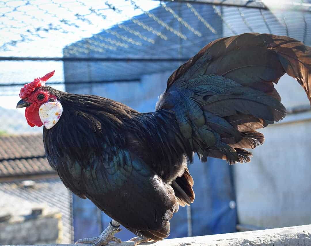 Rosecomb Bantam chicken