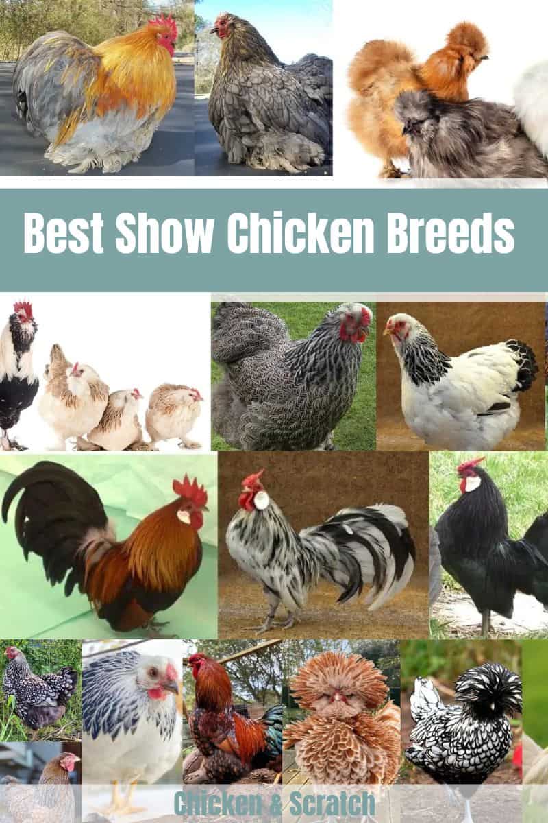 Show Chicken Breeds
