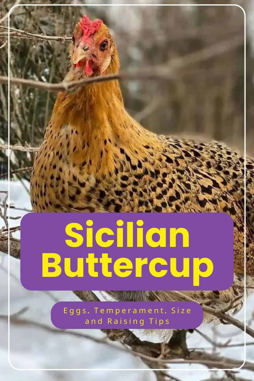Sicilian Buttercup