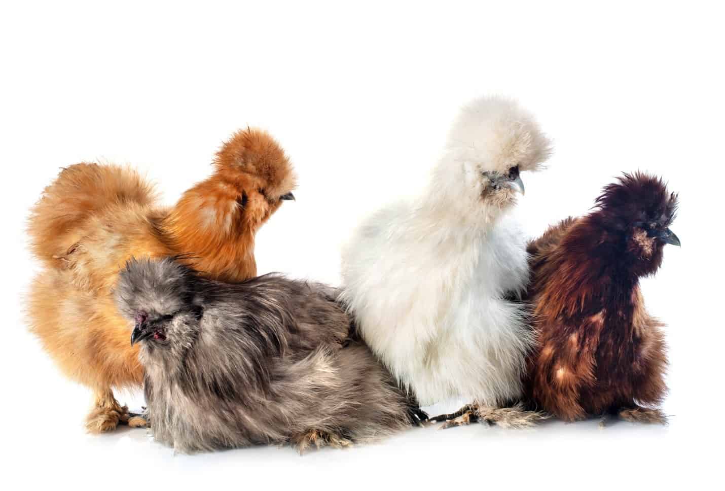 Silkie Chicken