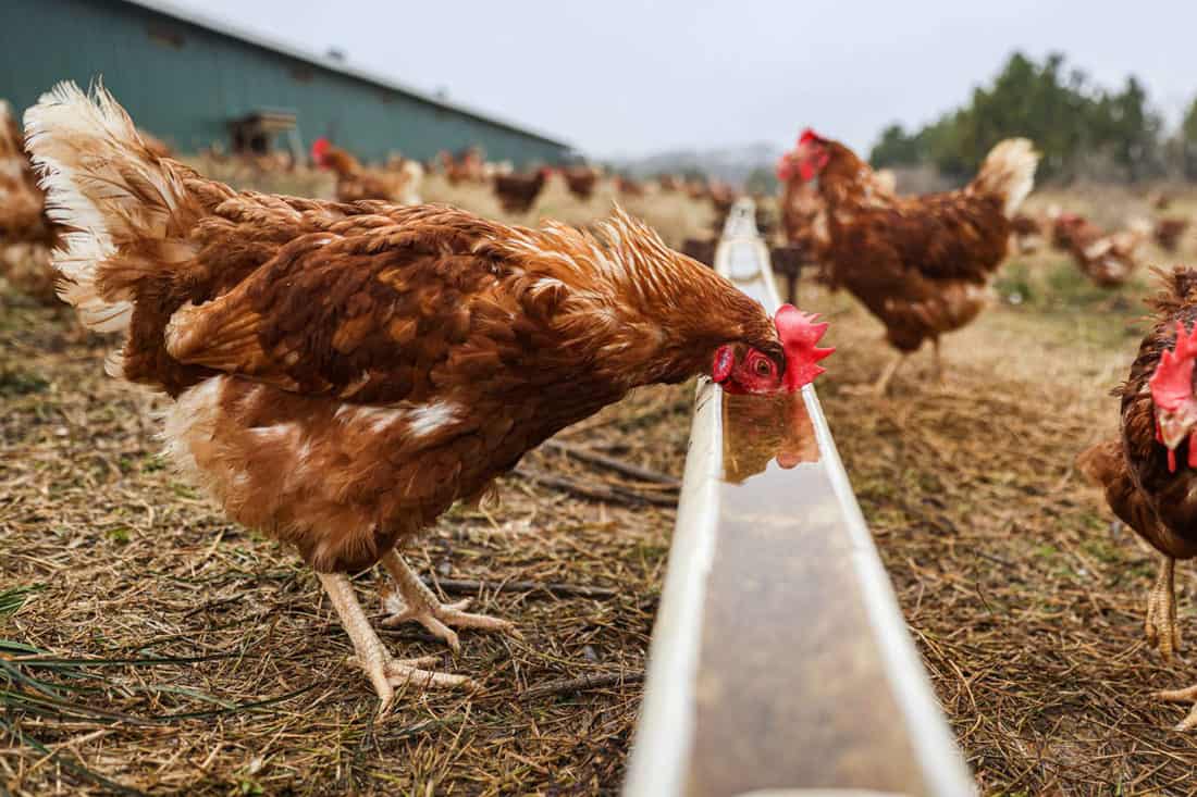 Tips For When You Leave Your Chickens Without Water