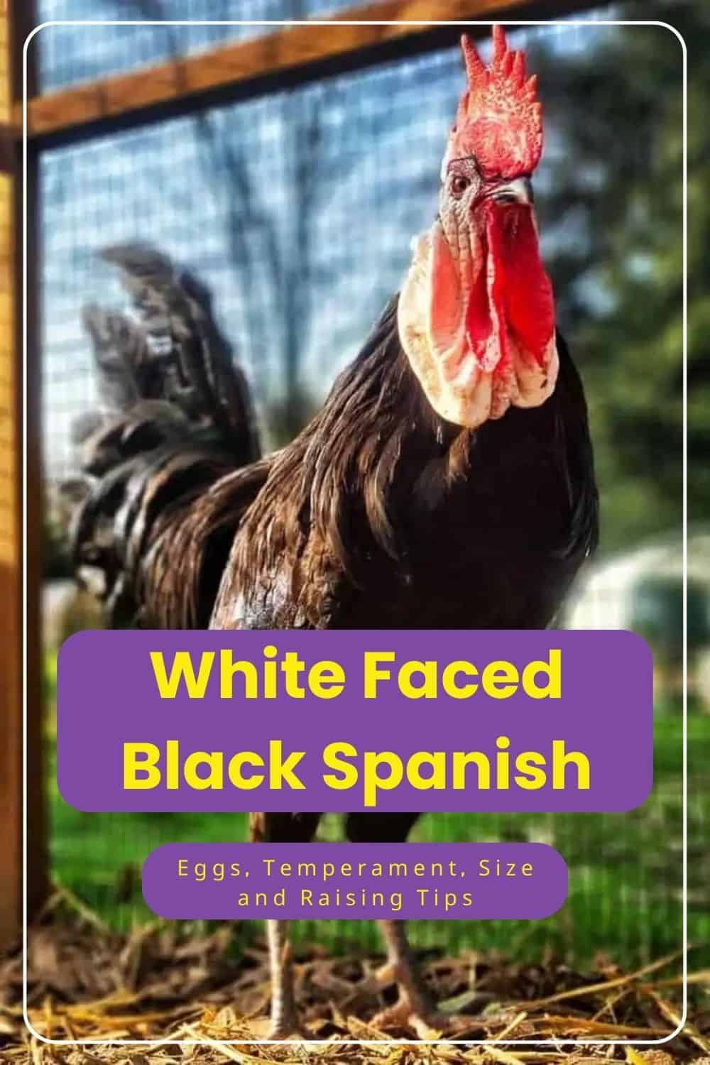 White Faced Black Spanish chicken