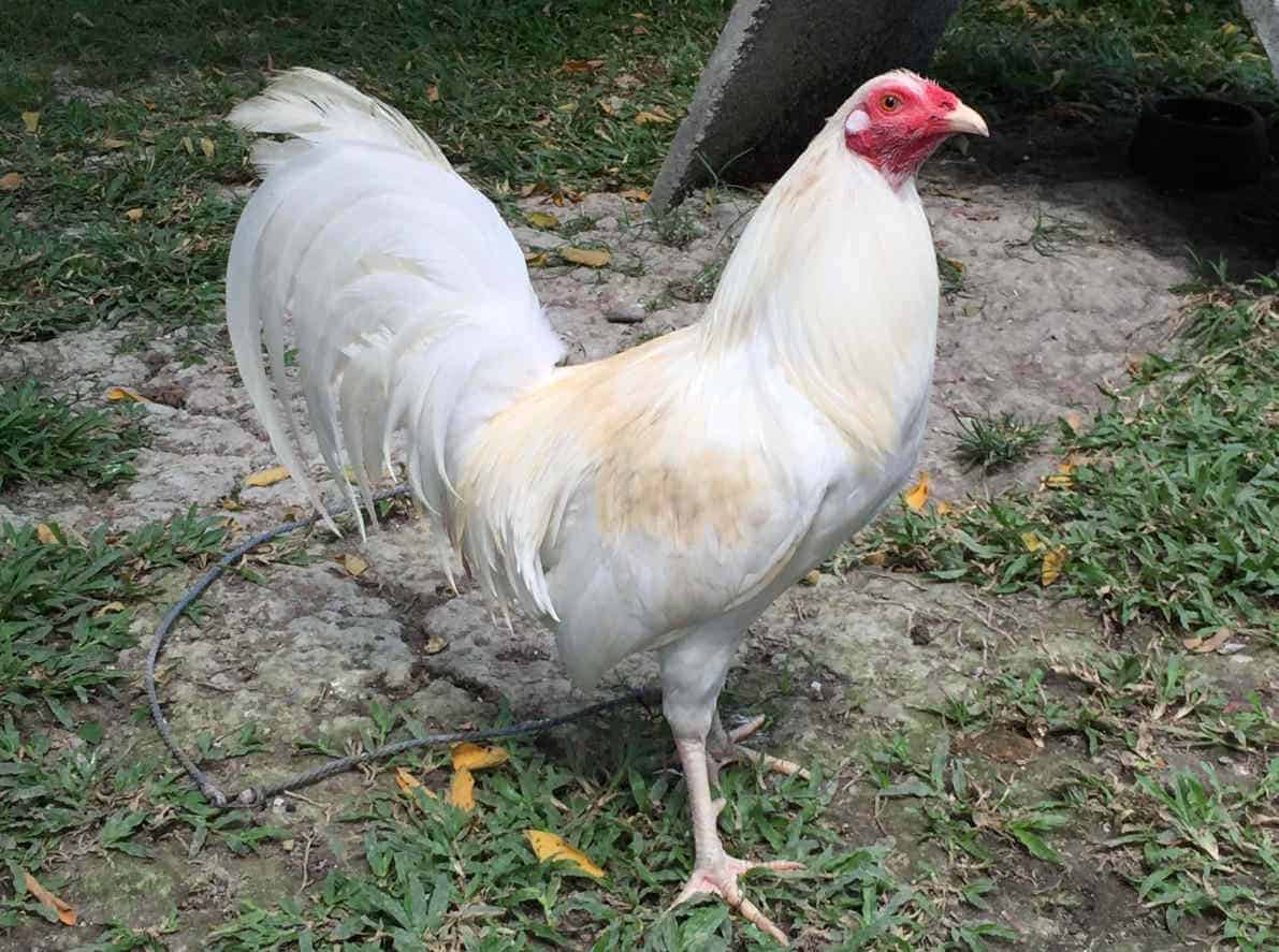 Whitehackle Gamefowl