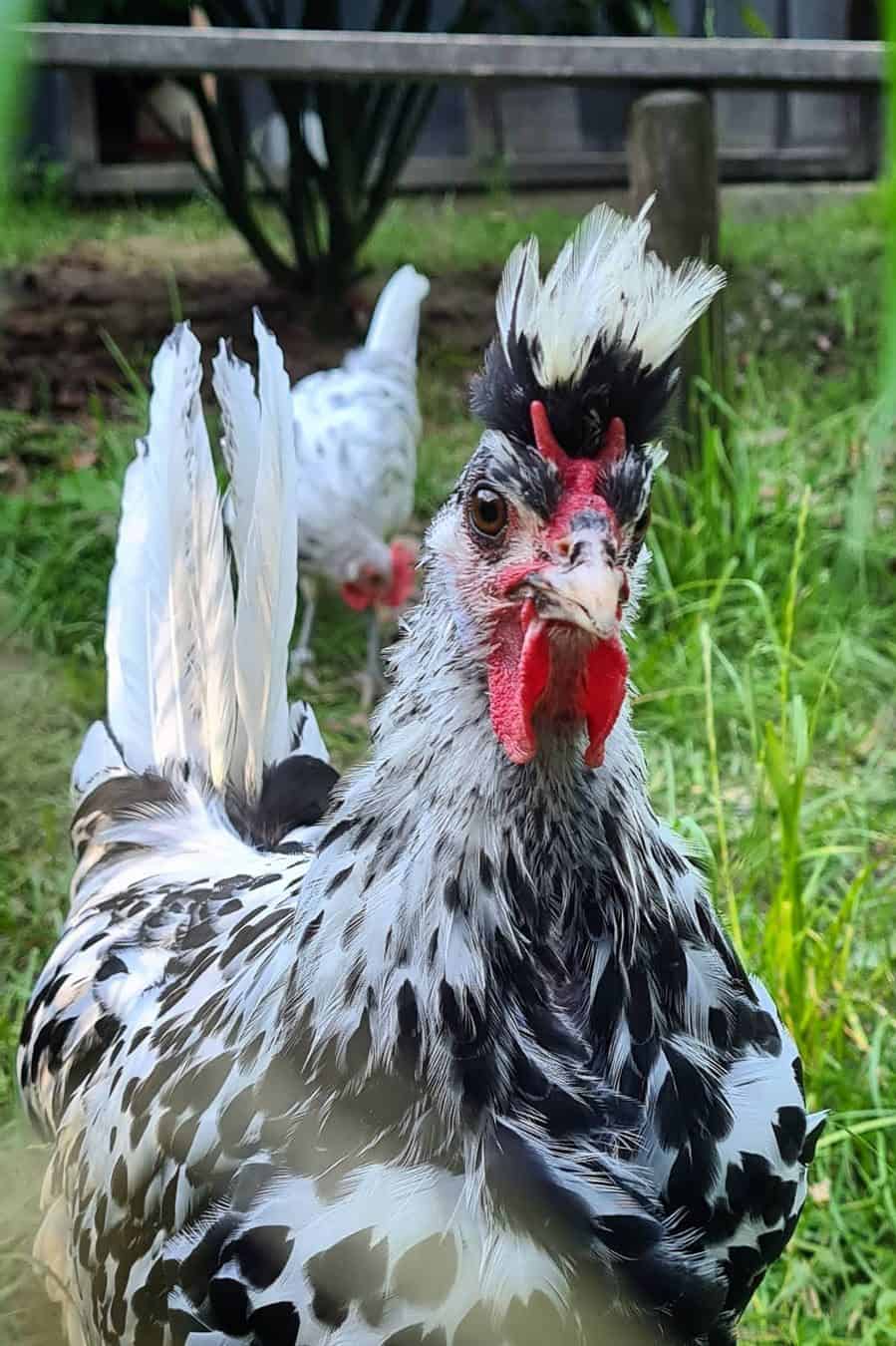 appenzeller spitzhauben chickens