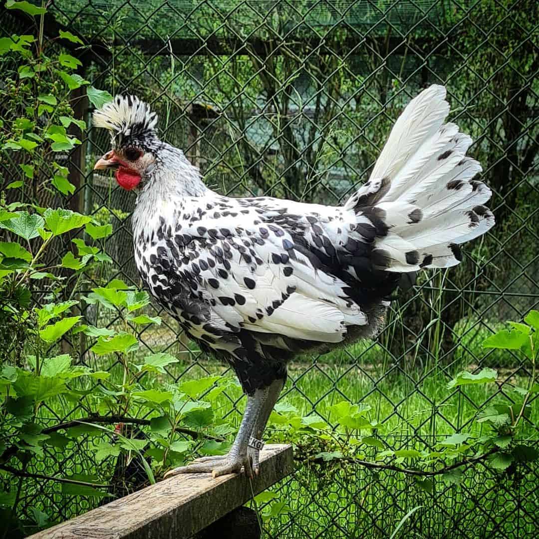 appenzeller spitzhauben hen