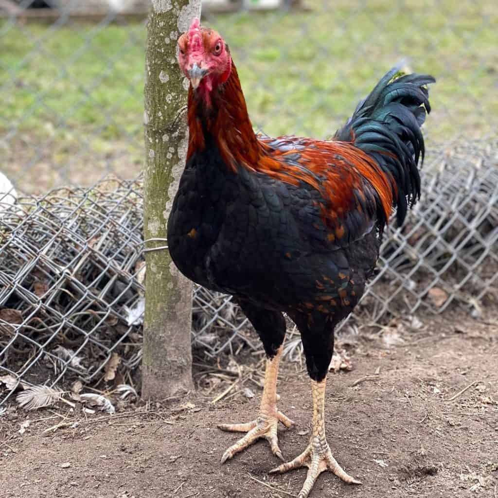 Aseel Chickens: Size, Eggs, Temperament and More