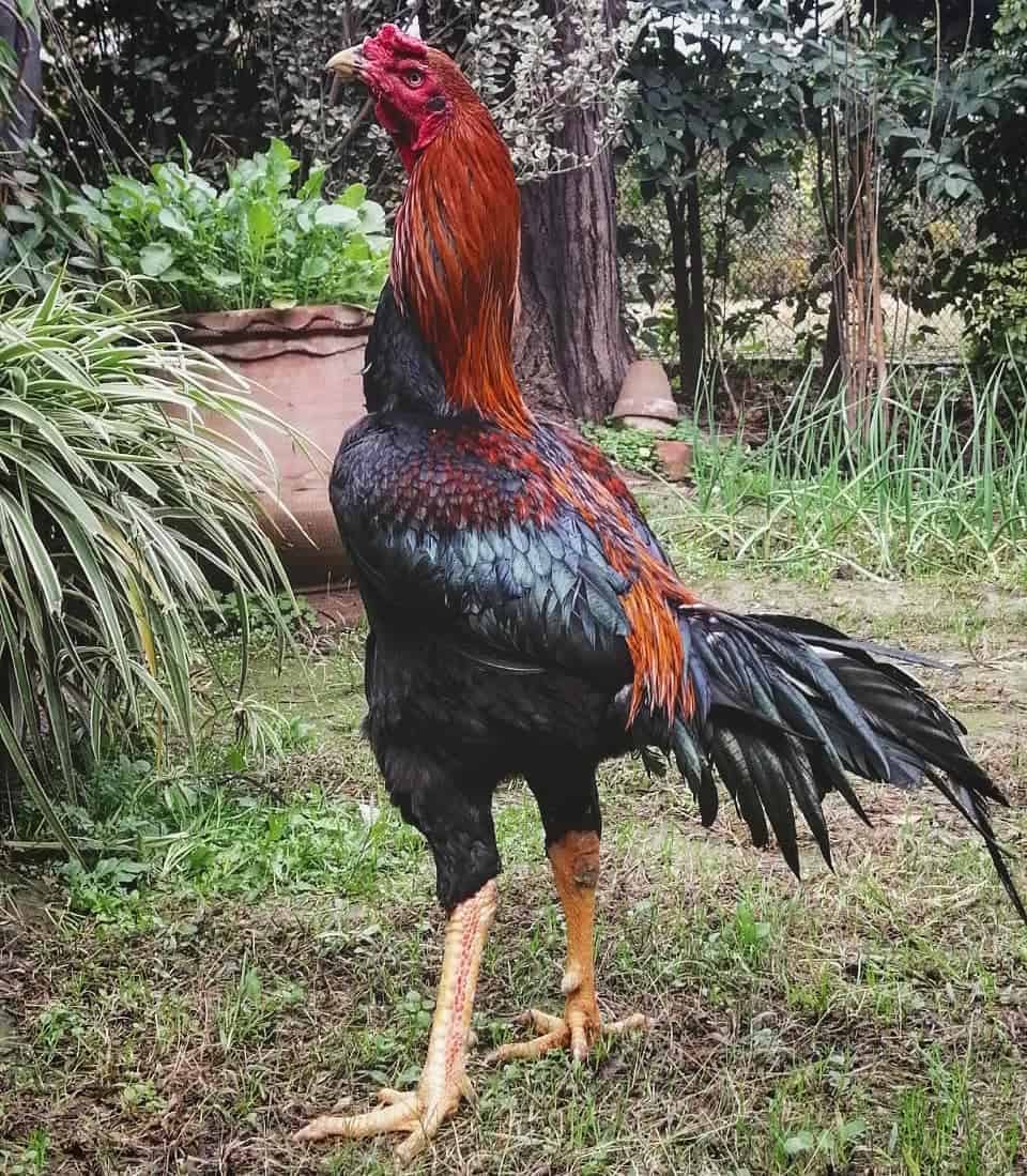 aseel roosters