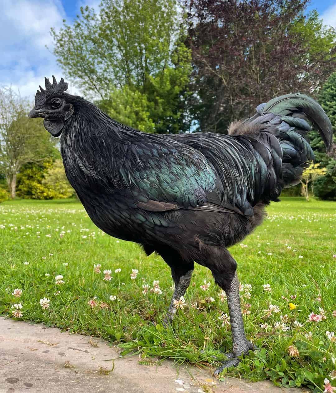 ayam cemani chicken price