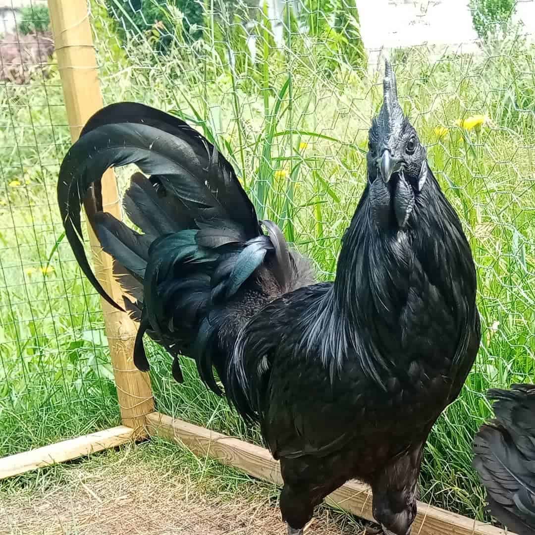 ayam cemani price