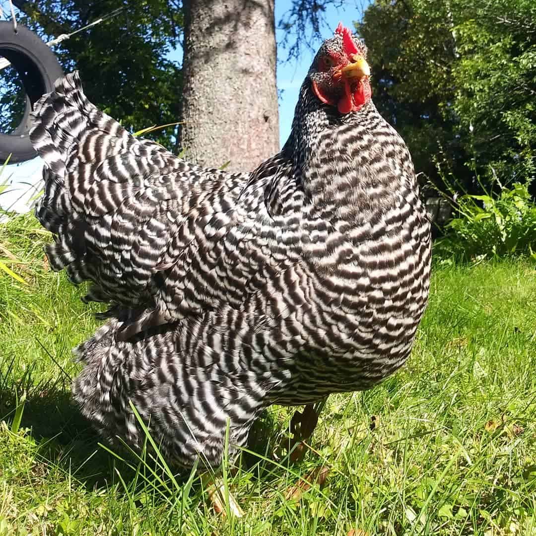 best chicken breed for meat and eggs